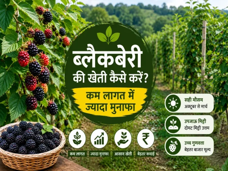 Blackberry ki kheti karte hue khet me lage blackberry plants