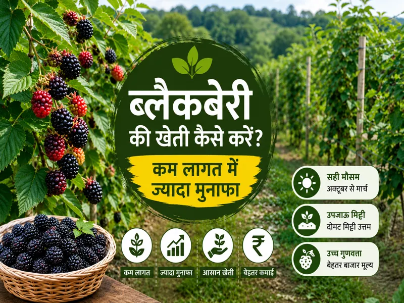 Blackberry ki kheti karte hue khet me lage blackberry plants