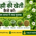 Brahmi ki kheti karte hue kisan ka khet aur paudhe