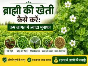 Brahmi ki kheti karte hue kisan ka khet aur paudhe