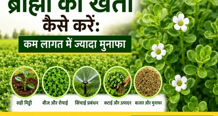 Brahmi ki kheti karte hue kisan ka khet aur paudhe