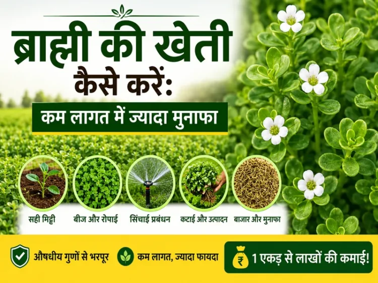 Brahmi ki kheti karte hue kisan ka khet aur paudhe