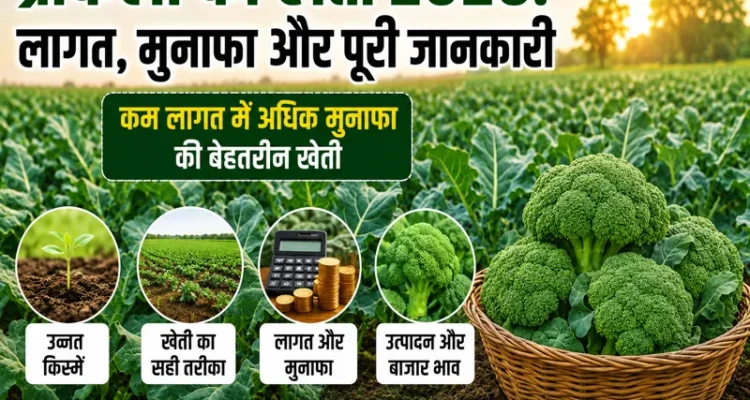 Broccoli ki kheti 2026 me adhik munafa dene wali kheti