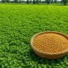 Healthy fenugreek crop field for high profit farming methods