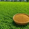 Healthy fenugreek crop field for high profit farming methods