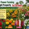 Farmer earning big income through flower farming on a small field
