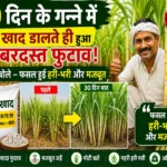 Ganne ki kheti me naya tarika aur adhik paidawar farming tips