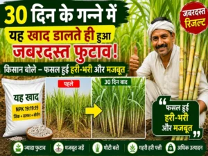 Ganne ki kheti me naya tarika aur adhik paidawar farming tips