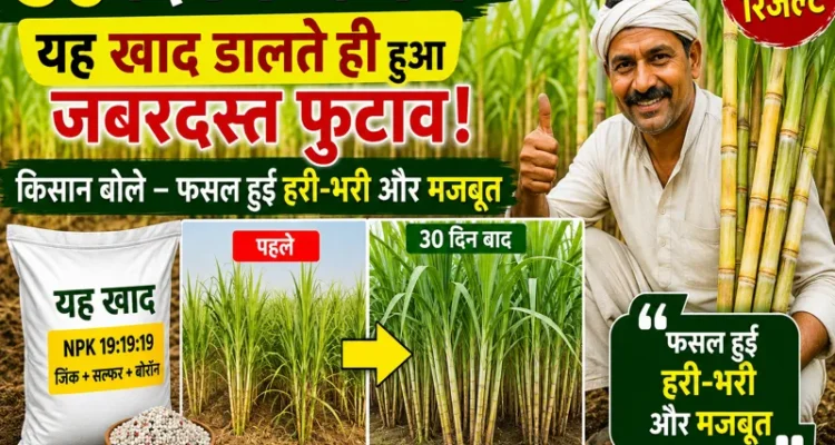 Ganne ki kheti me naya tarika aur adhik paidawar farming tips