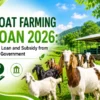 Goat Farming Loan 2026 with government subsidy and easy financing