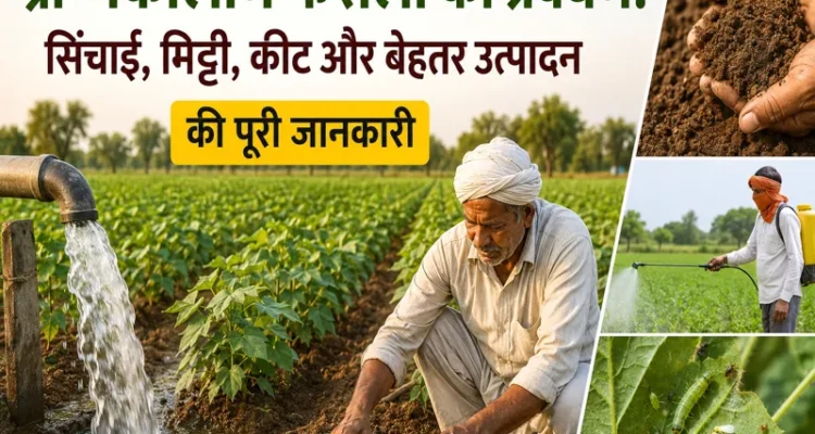 Grishmakaleen fasal prabandhan, sinchai aur keet niyantran ki jankari