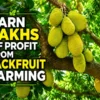 Jackfruit farming profit and long-term income farming business