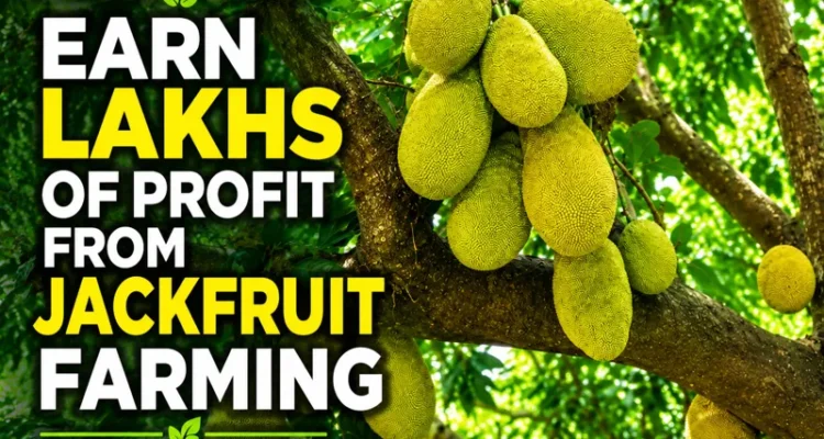 Jackfruit farming profit and long-term income farming business