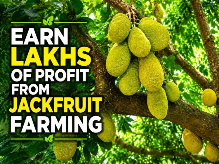 Jackfruit farming profit and long-term income farming business