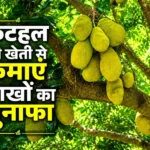 Kathal ki kheti se kamai aur lambi samay tak munafa farming