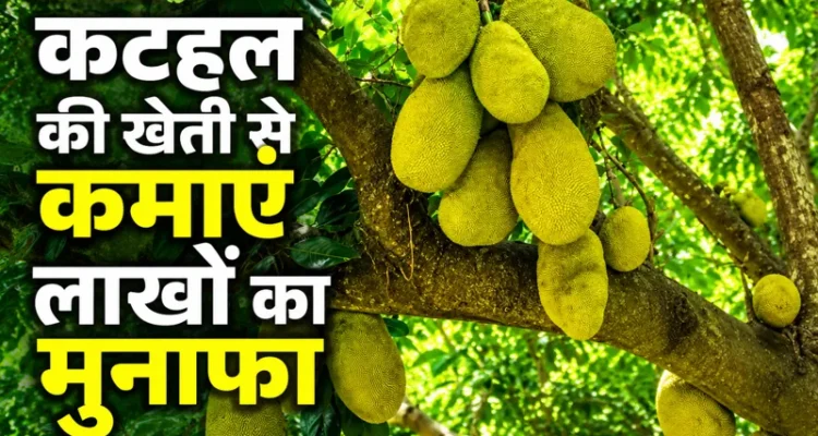 Kathal ki kheti se kamai aur lambi samay tak munafa farming