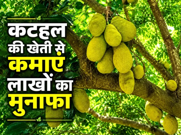 Kathal ki kheti se kamai aur lambi samay tak munafa farming