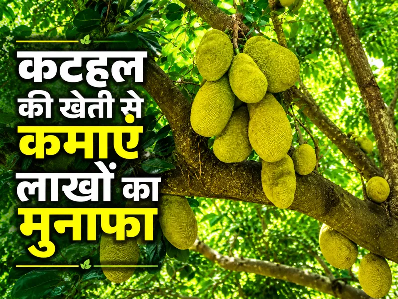 Kathal ki kheti se kamai aur lambi samay tak munafa farming
