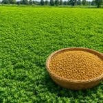 methi ki kheti se adhik utpadan aur munafa kamane ke tarike