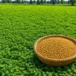 methi ki kheti se adhik utpadan aur munafa kamane ke tarike