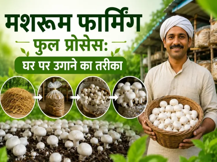 ghar par mushroom farming aur compost banane ka easy tarika