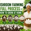 Mushroom farming full process at home with compost making method