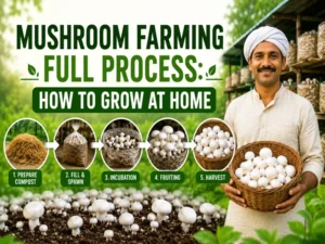 Mushroom farming full process at home with compost making method