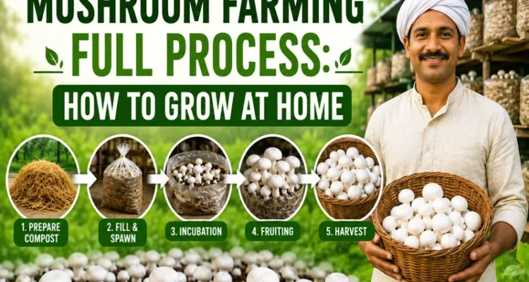 Mushroom farming full process at home with compost making method