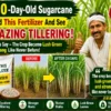New sugarcane farming method for low cost and high production