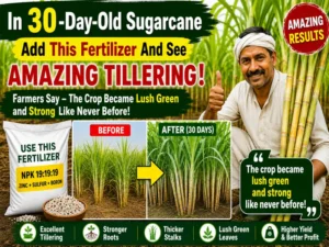 New sugarcane farming method for low cost and high production