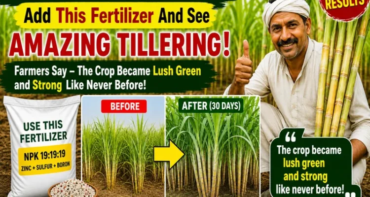 New sugarcane farming method for low cost and high production