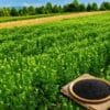 Healthy Nigella seeds (kalonji) crop growing in farm field