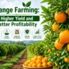 Orange farming field with healthy fruits for higher yield and profit