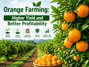 Orange farming field with healthy fruits for higher yield and profit