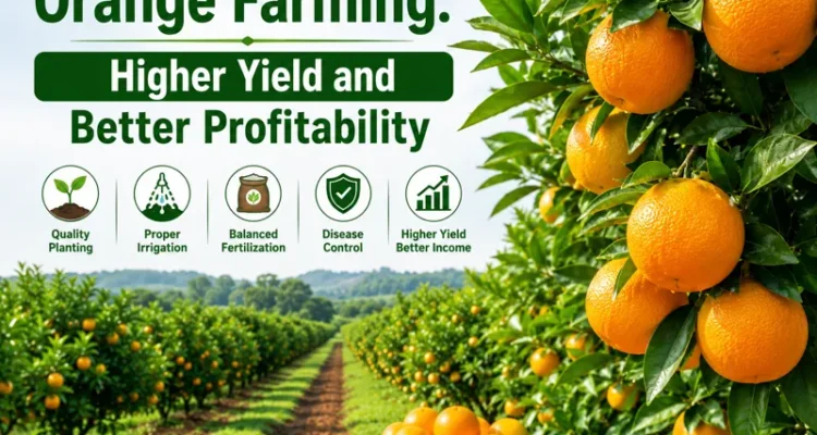 Orange farming field with healthy fruits for higher yield and profit
