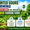 Farmer growing hybrid pointed gourd crop in vegetable farm