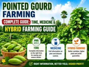 Farmer growing hybrid pointed gourd crop in vegetable farm