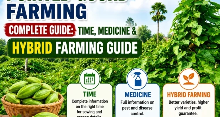 Farmer growing hybrid pointed gourd crop in vegetable farm