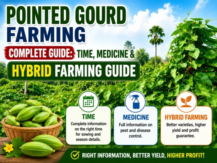 Farmer growing hybrid pointed gourd crop in vegetable farm