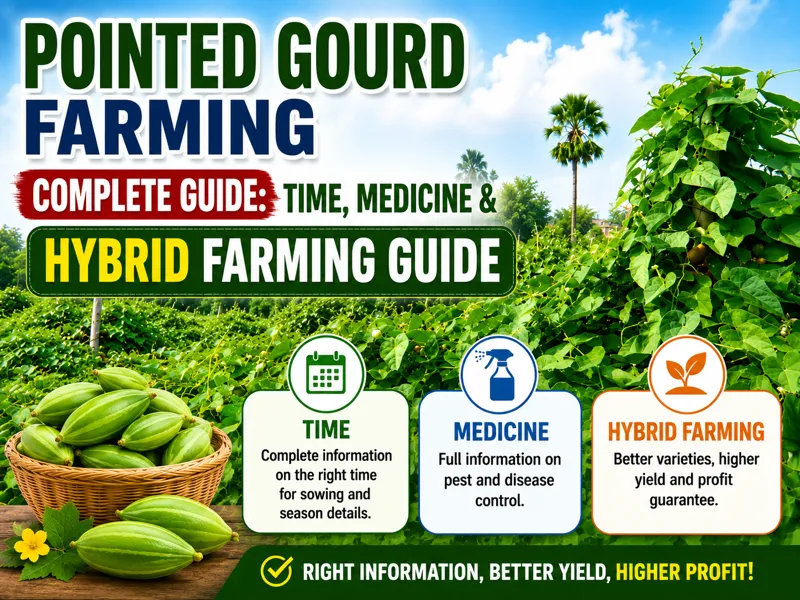 Farmer growing hybrid pointed gourd crop in vegetable farm