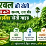 Parwal ki kheti ka sahi samay aur dawa ki jankari