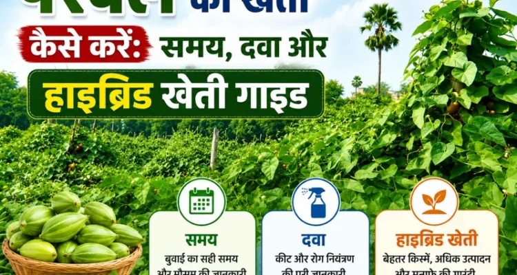 Parwal ki kheti ka sahi samay aur dawa ki jankari