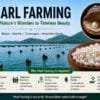Step-by-step pearl farming process with oysters in India