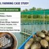 Farmer showing pearls from successful pearl farming case study