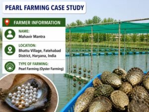 Farmer showing pearls from successful pearl farming case study