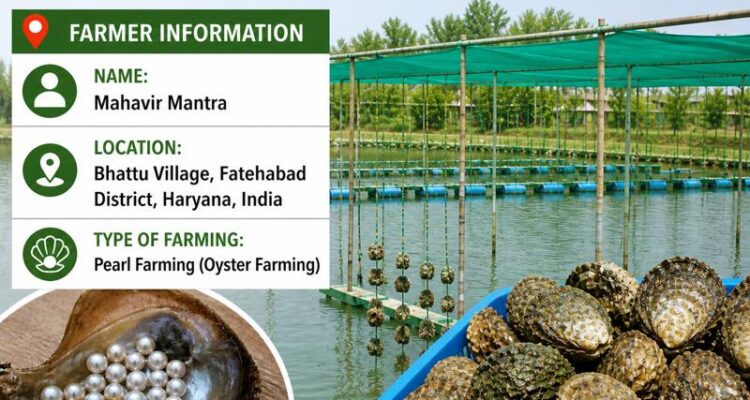 Farmer showing pearls from successful pearl farming case study