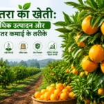 Santra ki kheti aur orange farming ki advanced jankari
