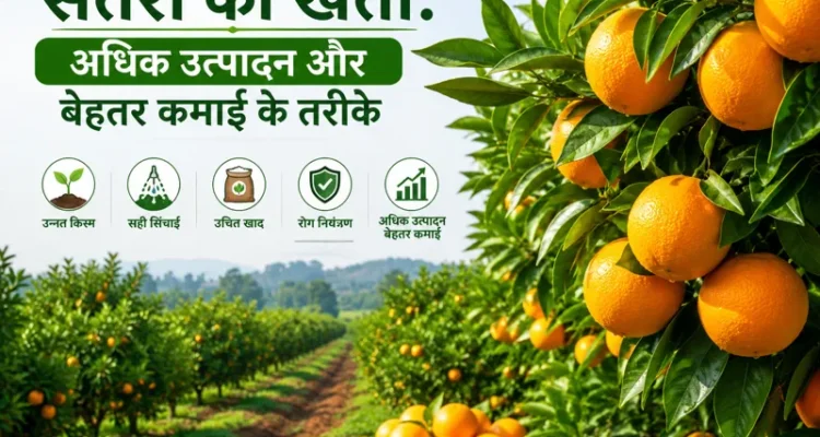 Santra ki kheti aur orange farming ki advanced jankari