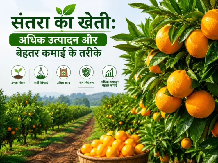 Santra ki kheti aur orange farming ki advanced jankari