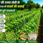Sem ki unnatt kheti se kam lagat me lakho ki kamai guide